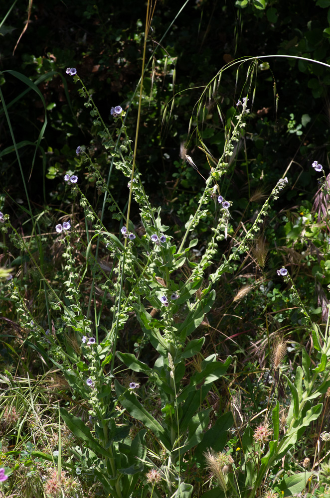 Cynoglossum creticum Mill. ou Cynoglosse de Crète. Plante bisannuelle de 30-60 cm, grisâtre et pubescente-tomenteuse, à racine pivotante, tige raide, rameuse au sommet, à poils mous étalés, feuilles grisâtres, à poils fins étalés sur les 2 faces, oblongues-lancéolées, tes supérieures arrondies à la base et demi-embrassantes, fleurs d'un bleu clair veinées en réseau de violet, en grappes devenant allongées, nues ou à 1-3 feuilles à la base, calice couvert de poils couchés, corolle dépassant un peu le calice,  carpelles obovales, un peu convexes, couverts d'épines courtes non confluentes, entremêlées de tubercules coniques. Lieux secs et incultes, dans tout le Midi, le Centre, l'Ouest