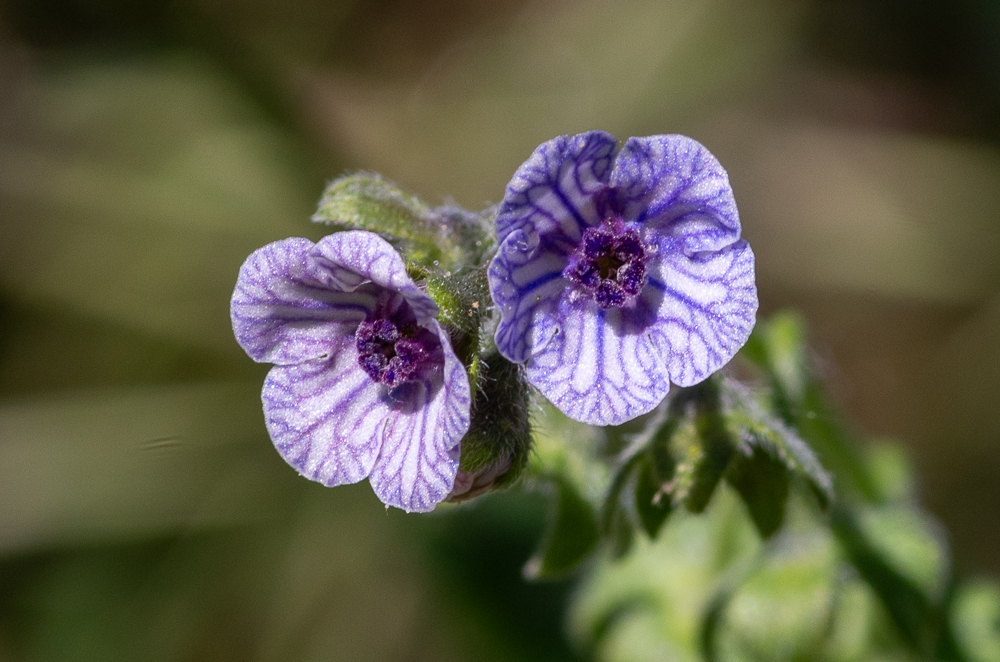 Cynoglossum creticum Mill. ou Cynoglosse de Crète. Fleurs d'un bleu clair veinées en réseau de violet, en grappes devenant allongées, nues ou à 1-3 feuilles à la base, calice couvert de poils couchés, corolle dépassant un peu le calice,  carpelles obovales, un peu convexes, couverts d'épines courtes non confluentes, entremêlées de tubercules coniques. Lieux secs et incultes, dans tout le Midi, le Centre, l'Ouest
