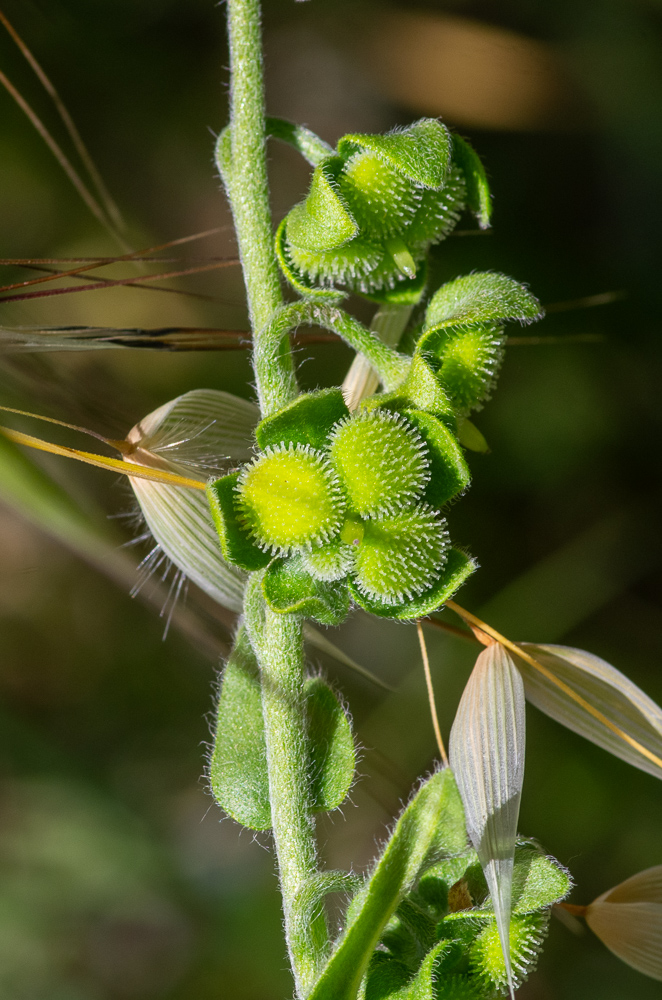 Cynoglossum creticum Mill. ou Cynoglosse de Crète. Carpelles obovales, un peu convexes, couverts d'épines courtes non confluentes, entremêlées de tubercules coniques. Lieux secs et incultes, dans tout le Midi, le Centre, l'Ouest