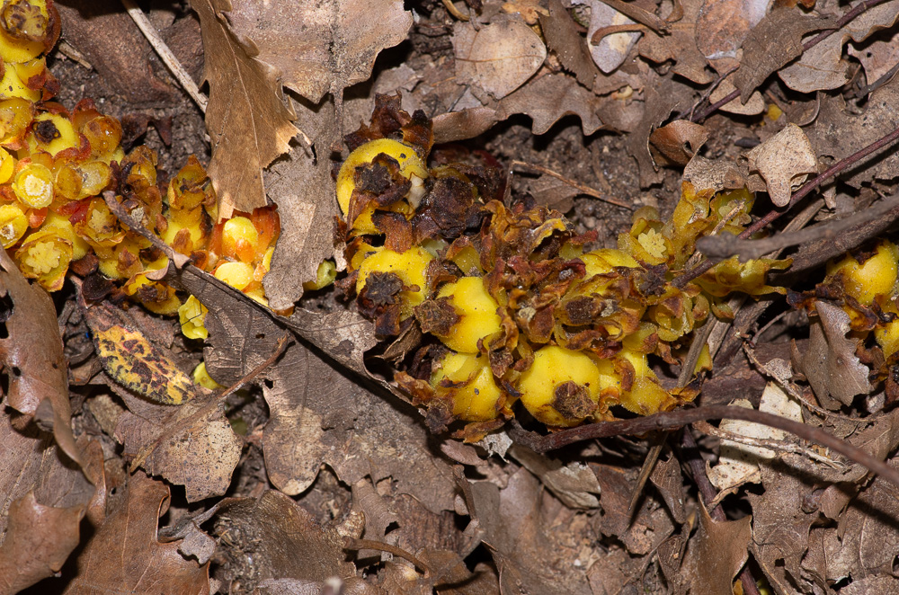 Cytinus hypocistis (L.) L. ou Citinelle. Plante vivace de 4-10 cm, charnue, jaunâtre ou rougeâtre, pubescente ou glabre, à tiges obconiques réunies en petites touffes, feuilles réduites à des écailles colorées, ovales ou oblongues, densément imbriquées, fleurs jaunes ou rougeâtres, rarement blanches, 5-10 subsessiles en tête terminale bractéolée, monoïques, les supérieures mâles, les inférieures femelles, périanthe marcescent, tubuleux en cloche, à 4 lobes dressés. Parasite sur les racines des Cistes, dans le Midi et le Sud-Ouest, jusque dans l'Aveyron et la Charente-Inférieure.