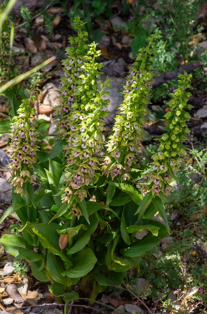 Epipactis helleborine (L.) Crantz ou Épipactis à larges feuilles. Plante vivace de 30-80 cm, assez robuste, pubescente au sommet, à souche courte, feuilles inférieures largement ovales-acuminées, plus longues que les entrenoeuds, à nervures scabres, fleurs d'un vert rougeâtre, assez grandes, étalées ou un peu penchées, en grappe subunilatérale peu serrée, bractées inférieures bien plus longues que les fleurs, périanthe très ouvert, à divisions aiguës, dépassant le labelle celui-ci rose violacé, à gibbosités presque lisses, à languette ovale-acuminée recourbée au sommet. Varie à feuilles plus étroites, avec fleurs toutes verdâtres (E. viridiflora Reich.) ou fleurs et souvent toute la plante d'un rouge violacé (E. violacea Bor.). Bois secs et pierreux, dans presque toute la France