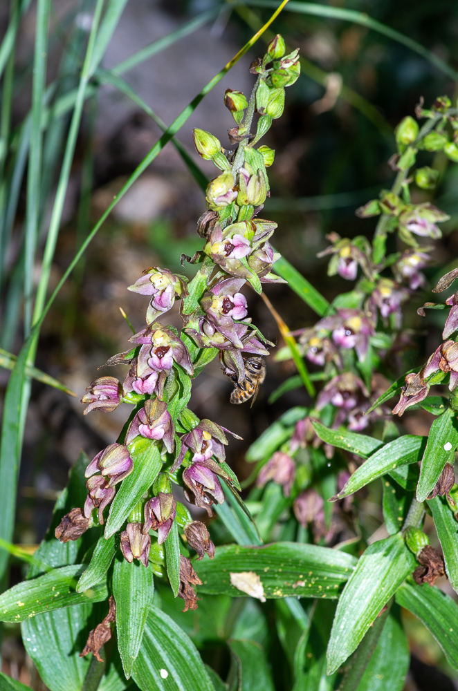 Epipactis helleborine (L.) Crantz ou Épipactis à larges feuilles. Fleurs d'un vert rougeâtre, assez grandes, étalées ou un peu penchées, en grappe subunilatérale peu serrée, bractées inférieures bien plus longues que les fleurs, périanthe très ouvert, à divisions aiguës, dépassant le labelle celui-ci rose violacé, à gibbosités presque lisses, à languette ovale-acuminée recourbée au sommet. Bois secs et pierreux, dans presque toute la France