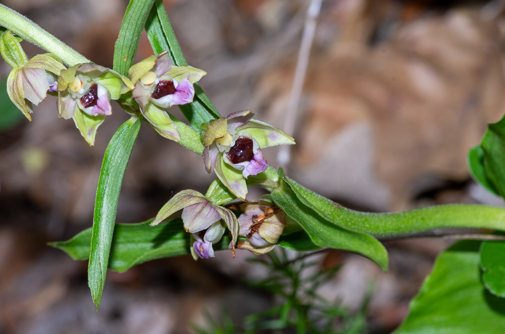 Epipactis helleborine (L.) Crantz ou Epipactis à larges feuilles. Orchidacée de 30-80 cm, assez robuste, pubescente au sommet, feuilles inférieures largement ovales-acuminées, plus longues que les entrenoeuds, à nervures scabres, fleurs d'un vert rougeâtre, assez grandes, étalées ou un peu penchées, en grappe subunilatérale peu serrée, bractées inférieures bien plus longues que les fleurs, périanthe très ouvert, à divisions aiguës, dépassant le labelle, celui-ci rose violacé, à gibbosités presque lisses, à languette ovale-acuminée recourbée au sommet. Bois secs et pierreux, dans presque toute la France
