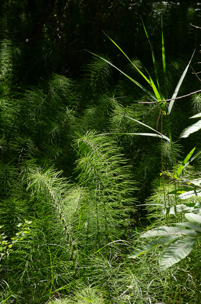 Equisetum telmateia Ehrh. ou Grande Prêle. Plante vivace, printanière, très robuste, tiges de deux sortes, les fertiles de 20-40 cm, simples, lisses, d'un blanc rougeâtre, paraissant avant les stériles et périssant après la fructification, munies de gaines brunes, rapprochées, lâches, en cloche, à 20-30 dents profondes linéaires en alêne, épi gros {4-8 cm de long sur 1-2 de large), oblong-cylindrique, obtus, tiges stériles de 40 cm à 1 mètre et plus, d'un blanc d'ivoire, tardives, finement striées, lisses, à lacune centrale très grande, à gaines plus courtes et écartées, et à nombreux verticilles de rameaux verts, simples, longs, grêles, pleins, à 8 angles. Lieux humides et argileux, dans presque toute la France