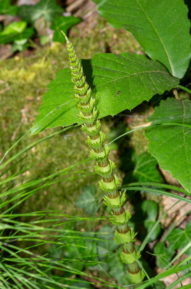 Equisetum telmateia Ehrh. ou Grande Prêle. Plante vivace, printanière, très robuste, tiges de deux sortes, les fertiles de 20-40 cm, simples, lisses, d'un blanc rougeâtre, paraissant avant les stériles et périssant après la fructification, munies de gaines brunes, rapprochées, lâches, en cloche, à 20-30 dents profondes linéaires en alêne, épi gros {4-8 cm de long sur 1-2 de large), oblong-cylindrique, obtus, tiges stériles de 40 cm à 1 mètre et plus, d'un blanc d'ivoire, tardives, finement striées, lisses, à lacune centrale très grande, à gaines plus courtes et écartées, et à nombreux verticilles de rameaux verts, simples, longs, grêles, pleins, à 8 angles. Lieux humides et argileux, dans presque toute la France
