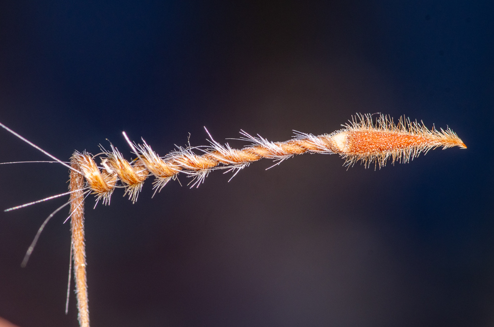 Erodium ciconium (L.) L'Hér. ou Érodium bec-de-cigogne