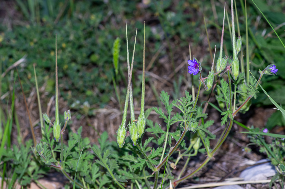 Erodium ciconium (L.) L'Hér. ou Érodium bec-de-cigogne