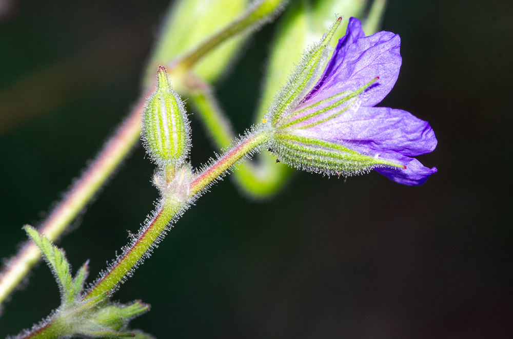 Erodium ciconium (L.) L'Hér. ou Érodium bec-de-cigogne