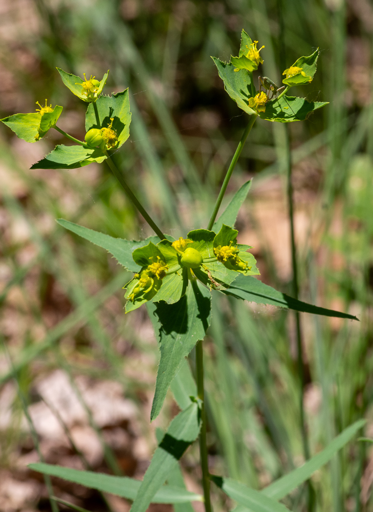 Euphorbia serrata L. ou Euphorbe à feuilles dentées en scie. Euphorbe à feuilles éparses, dentées en scie, très inégales, lancéolées et ovales-lancéolées, les ombellaires largement ovales en cœur et acuminées, ombelle à 3-4 rayons bifurqués, bractées largement en coeur, dentées.  Lieux cultivés et incultes, dans tout le Midi.
