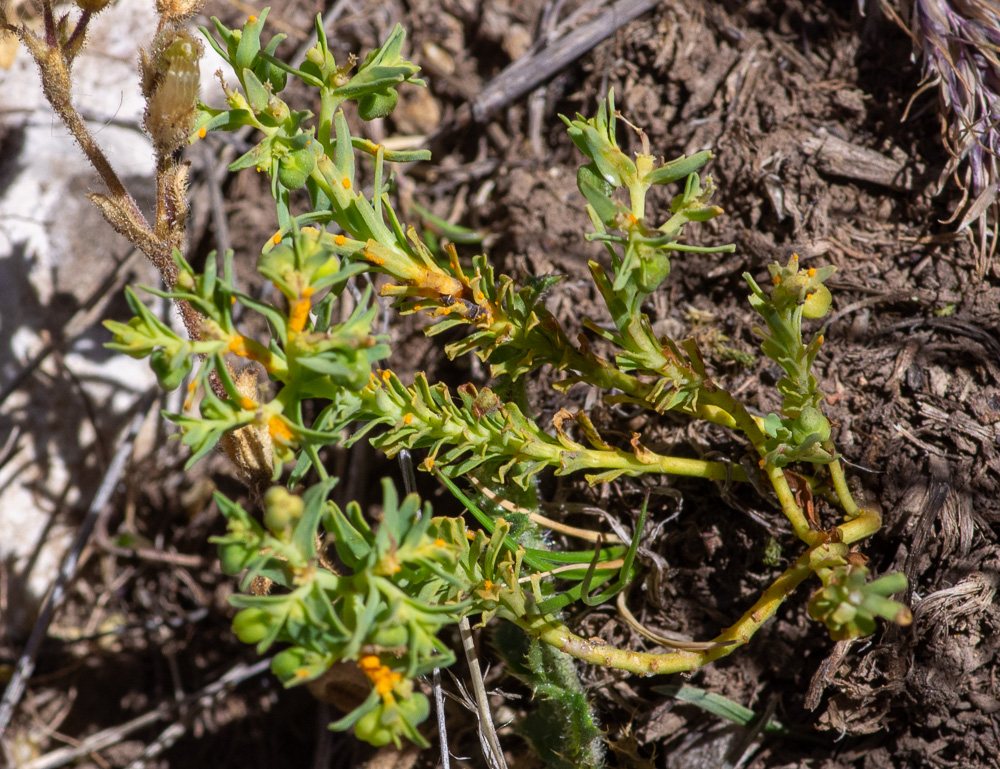 Euphorbia sulcata Lens ex Loisel. ou Euphorbe sillonnée. Petite plante annuelle de 3-10 cm, glabre, à tiges dressées ou couchées-ascendantes, feuilles très rapprochées ou imbriquées, petites, oblongues en coin, tronquées ou émarginées-mucronées, ou les supérieures obtuses, ombelle petite, à 2-4 rayons courts.  Lieux secs et arides de la région méditerranéenne.