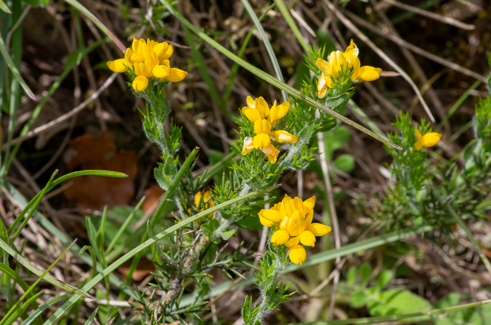 Genista hispanica L. ou Genêt d'Espagne. Sous-arbrisseau de 10-25 cm, très épineux, rameux, étalé, à épines rameuses, grêles, à peine vulnérantes 