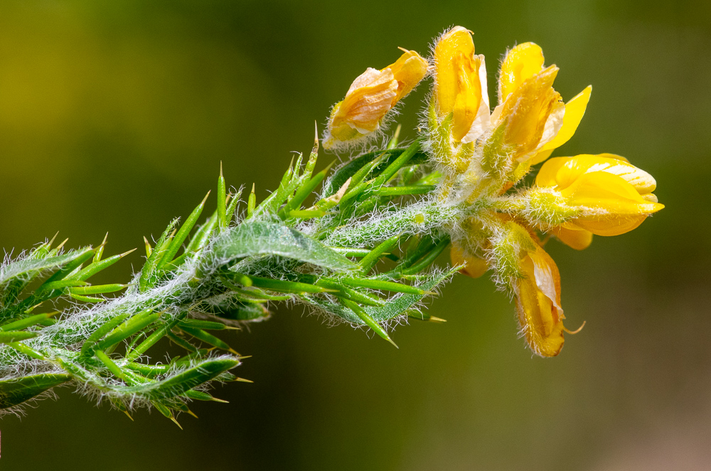 Genista hispanica L. ou Genêt d'Espagne. Jeunes rameaux peu épineux, couverts, ainsi que les feuilles et les calices, de longs poils blancs étalés, feuilles simples, sessiles, les inférieures oblongues-lancéolées, fleurs terminales, petites, en têtes ombelliformes