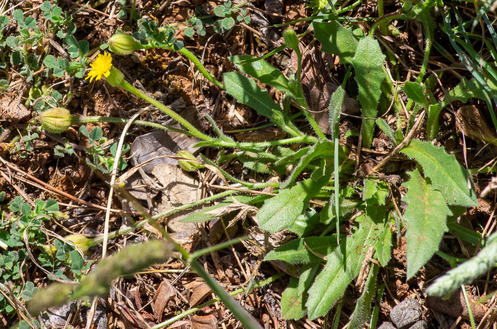 Hedypnois rhagadioloides (L.) F.W.Schmidt ou Hédipnoïs polymorphe.