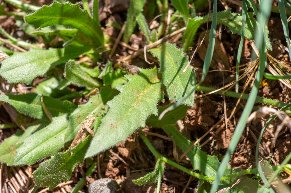 Hedypnois rhagadioloides (L.) F.W.Schmidt ou Hédipnoïs polymorphe. Feuilles hispides, les inférieures lancéolées-oblongues, entières ou dentées, rétrécies à la base.