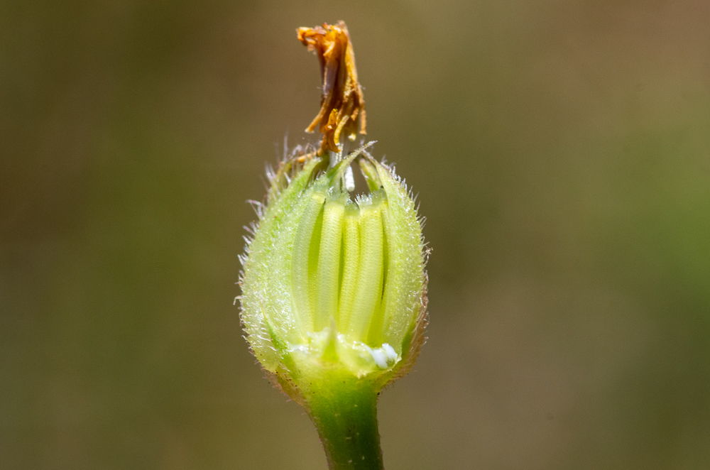 Hedypnois rhagadioloides (L.) F.W.Schmidt ou Hédipnoïs polymorphe.