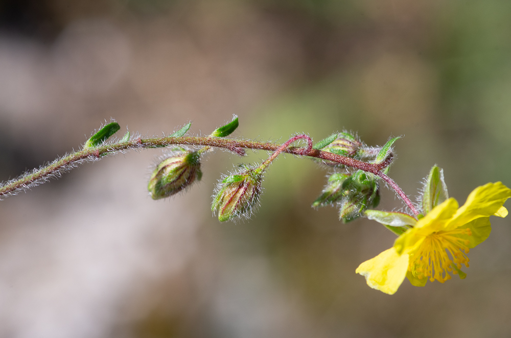 Helianthemum hirtum (L.) Mill. ou Hélianthème hérissé