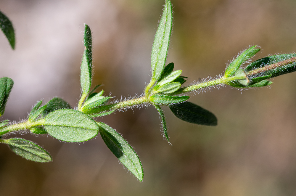 Helianthemum hirtum (L.) Mill. ou Hélianthème hérissé