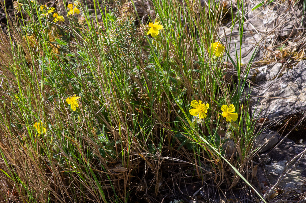 Helianthemum hirtum (L.) Mill. ou Hélianthème hérissé