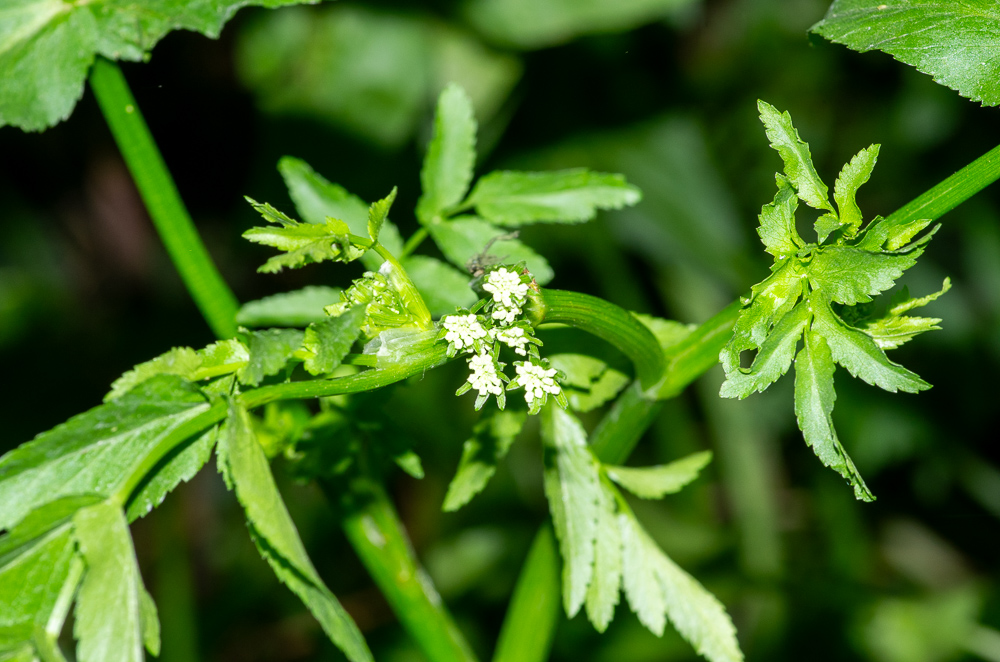 Helosciadium nodiflorum (L.) ou Ache faux cresson.