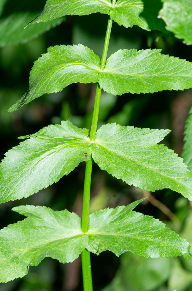 Helosciadium nodiflorum (L.) ou Ache faux cresson.