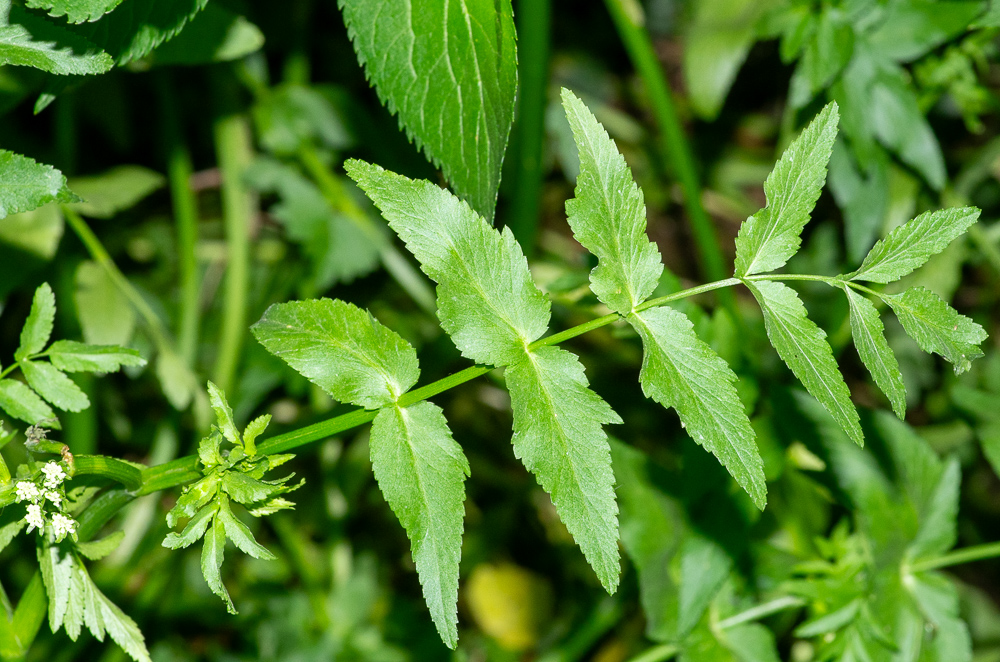 Helosciadium nodiflorum (L.) ou Ache faux cresson.
