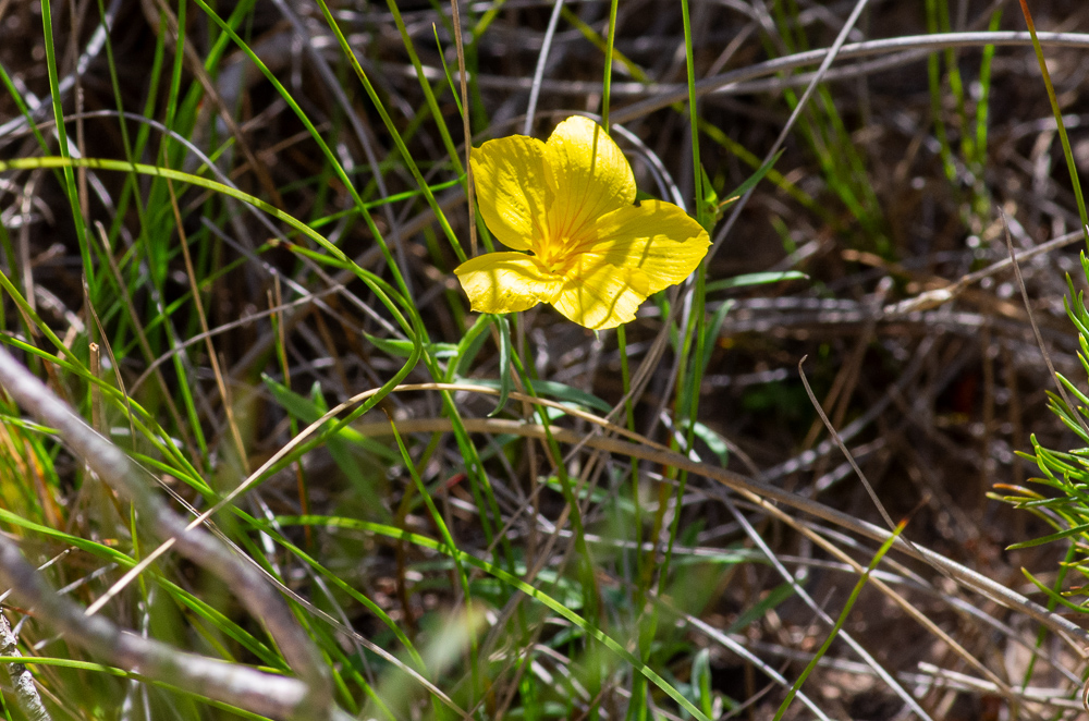 Linum campanulatum L. ou Lin campanulé. Plante vivace, glabre, à souche ligneuse,  tiges de 10-30 cm, sous-ligneuses à la base, anguleuses, feuilles alternes, spatulées ou lancéolées, bordées d'une membrane transparente et lisse, à 1-3 nervures, munies de 2 petites glandes à la base, les florales dernières subopposées. Fleurs jaunes, grandes, de 3 cm de long.