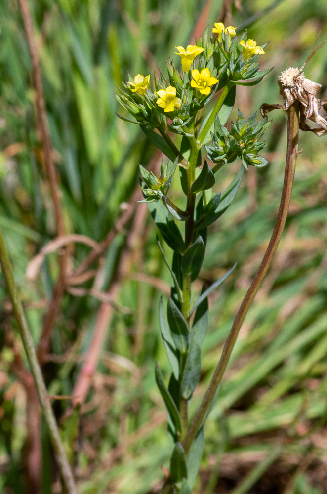 Linum strictum L. ou Lin droit. Plante annuelle, à racine grêle, tiges de 20-40 cm, raides, arrondies, à rameaux assez épais, pubescents à la face interne, feuilles alternes, linéaires-lancéolées, à peine atténuées à la base, très rudes aux bords, à 1 nervure, fleurs jaunes, petites, de 1 cm, à pédicelles plus courts que le calice, rapprochées en petits faisceaux formant un corymbe compact. 