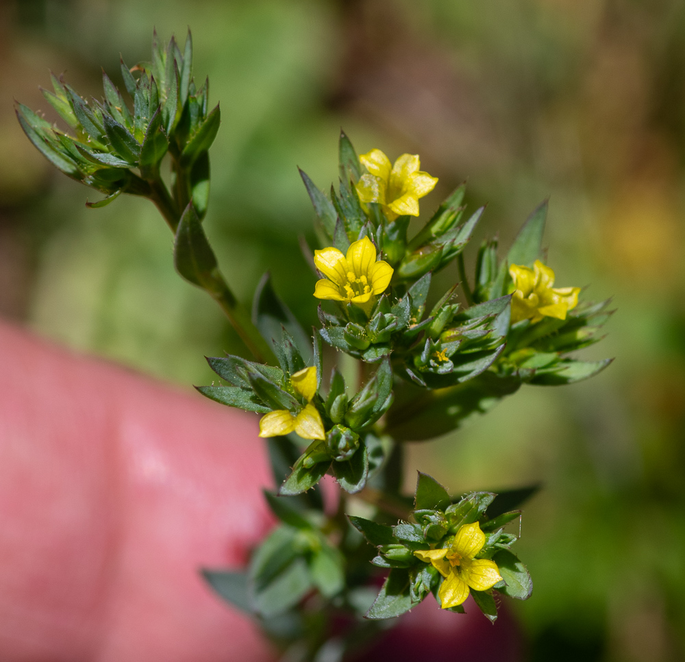 Linum strictum L. ou Lin droit. Fleurs jaunes, petites, de 1 cm, à pédicelles plus courts que le calice, rapprochées en petits faisceaux formant un corymbe compact.