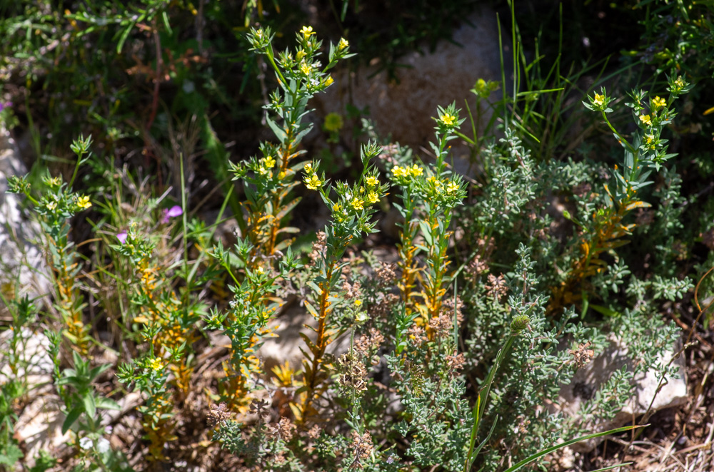 Linum strictum L. ou Lin droit.
