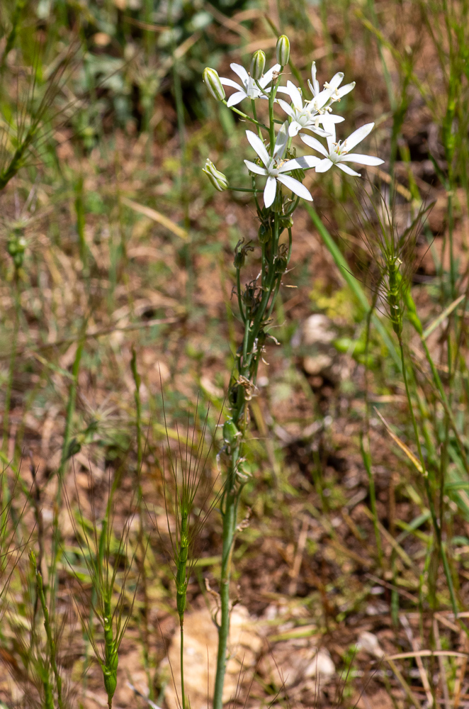Loncomelos narbonense (L.) Raph. ou Ornithogale de Narbonne. Plante vivace de 30-60 cm, glabre, à bulbe ovale, feuilles étalées, linéaires-élargies, glaucescentes, plus courtes que la tige raide, persistantes à la floraison, fleurs assez petites, d'un blanc pur en dedans, ne jaunissant pas, en grappe allongée. Lieux cultivés et incultes de tout le Midi.