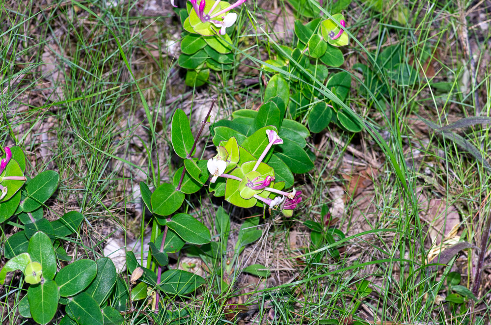 Lonicera implexa Aiton ou Chèvrefeuille des Baléares
