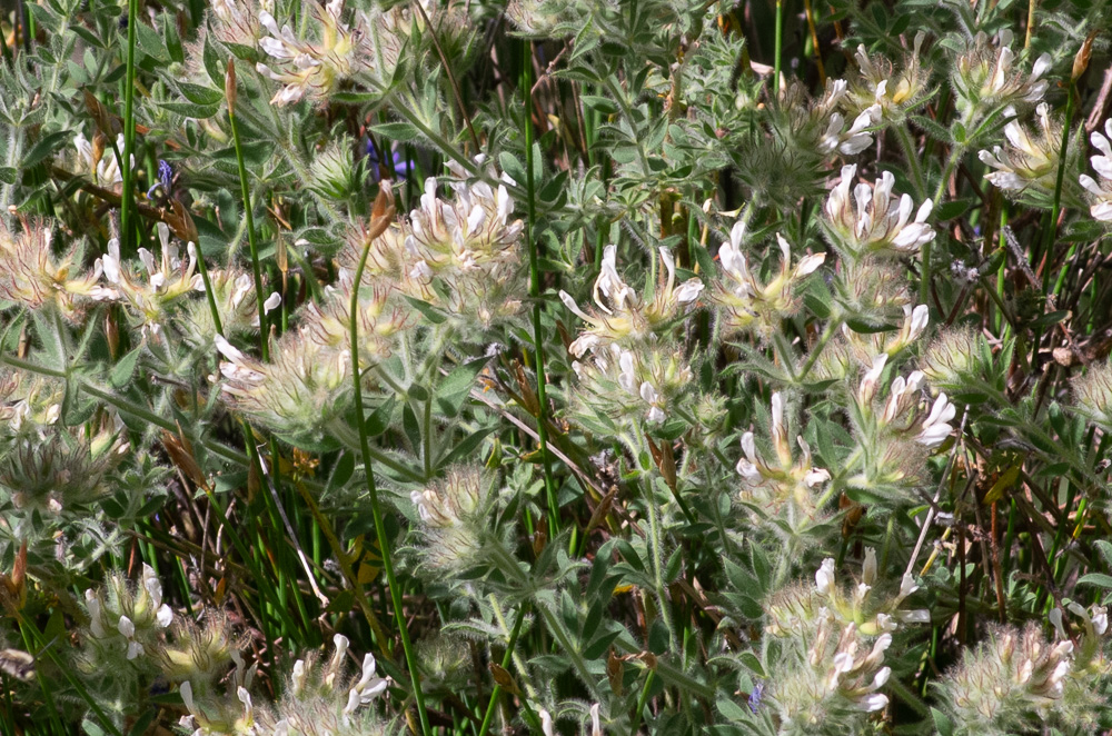 Lotus hirsutus L. ou Bonjeanie hirsute. Plante à pilosité souvent abondante et hérissée