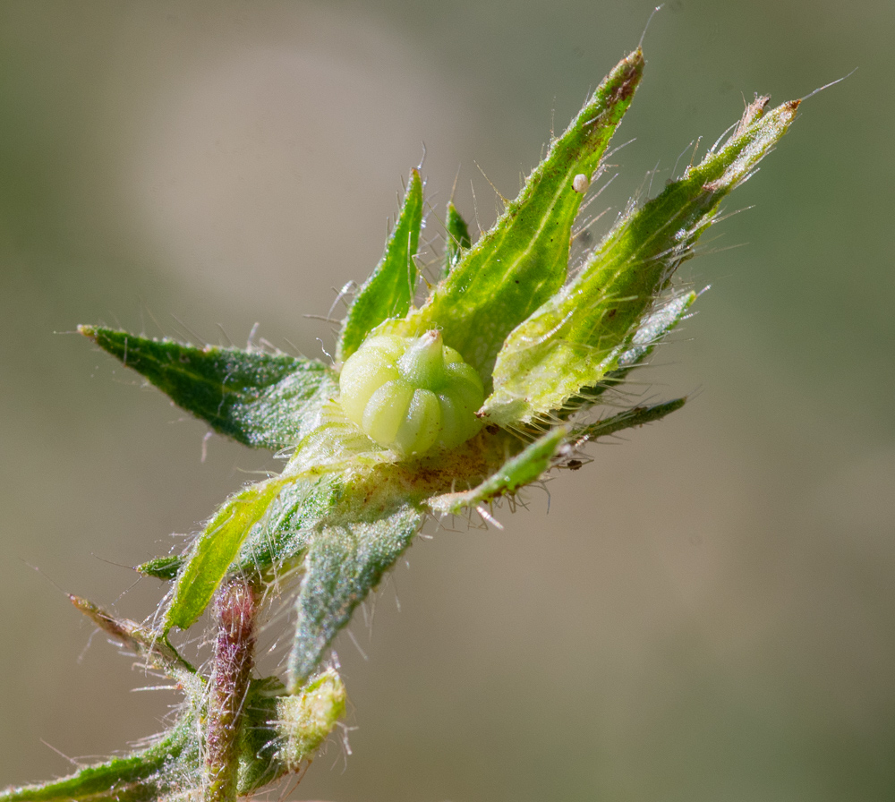 Plante annuelle, de 10-40 cm, couchée ou ascendante, hérissée de poils raides, feuilles vertes, les inférieures orbiculaires-crénelées, les autres palmatipartites, à lobes incises-dentés, fleurs lilacées, devenant bleuâtres, axillaires, solitaires sur des pédoncules plus longs que la feuille, calicule à lobes lancéolés, plus courts que le calice, calice à lobes lancéolés, longuement acuminés, dressés sur le fruit, corolle dépassant à peine le calice, carpelles glabres, ridés, arrondis sur le dos, à bords obtus.
