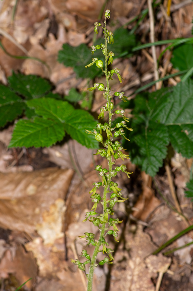 Neottia ovata (L.) Hartm. ou Listère à feuilles ovales. Orchidée de 20-60 cm, pubescente dans le haut, à fibres radicales nombreuses et allongées, tige raide, élancée, munie au-dessous du milieu de 2 feuilles grandes, étalées, sessiles, ovales-arrondies, mucronulées, à 7-9 nervures saillantes, fleurs d'un vert jaunâtre, assez petites, dressées, nombreuses, en longue grappe spiciforme lâche. Bois et prés ombragés ou humides, dans toute la France 