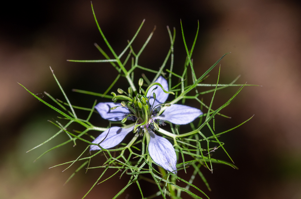 Nigella damascena L. ou Nigelle de Damas. Involucre semblable aux feuilles, entourant la fleur, sépales ovales-lancéolés, à onglet plus court que le limbe, anthères mutiques, follicules soudés jusqu'au sommet et formant une capsule globuleuse, ballonnée, très lisse.  Champs et coteaux, dans tout le midi jusqu'en Vendée.