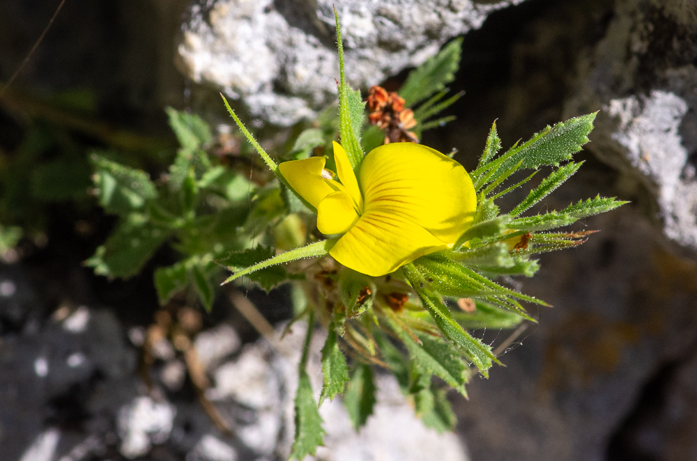 Ononis minutissima L. ou Bugrane très grèle