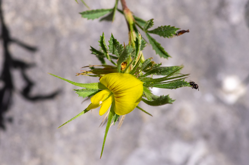 Ononis minutissima L. ou Bugrane très grèle