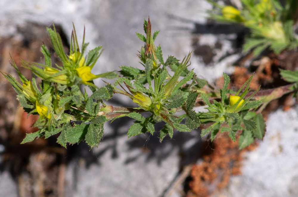 Ononis minutissima L. ou Bugrane très grèle