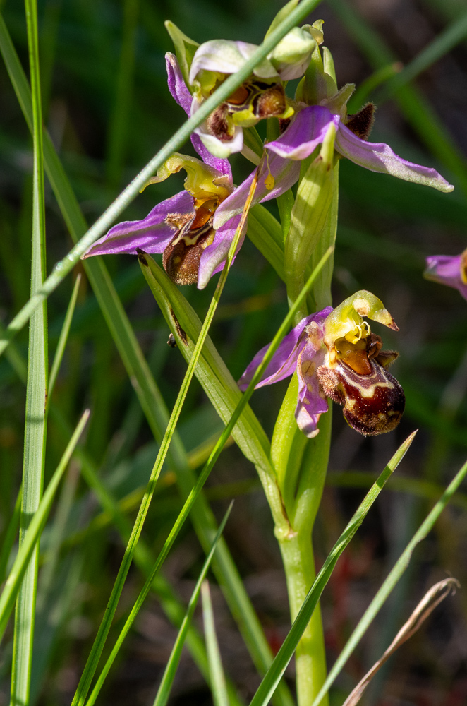 Ophrys apifera Huds. ou Ophrys abeille. Cette Orchidée présente à la fois l’extrémité du Gynostème qui se termine en bec dépassant 1,5 mm de longueur et des feuilles à nervures apparentes en nombre égal sur les deux faces. En outre, le labelle présente une macule complexe.