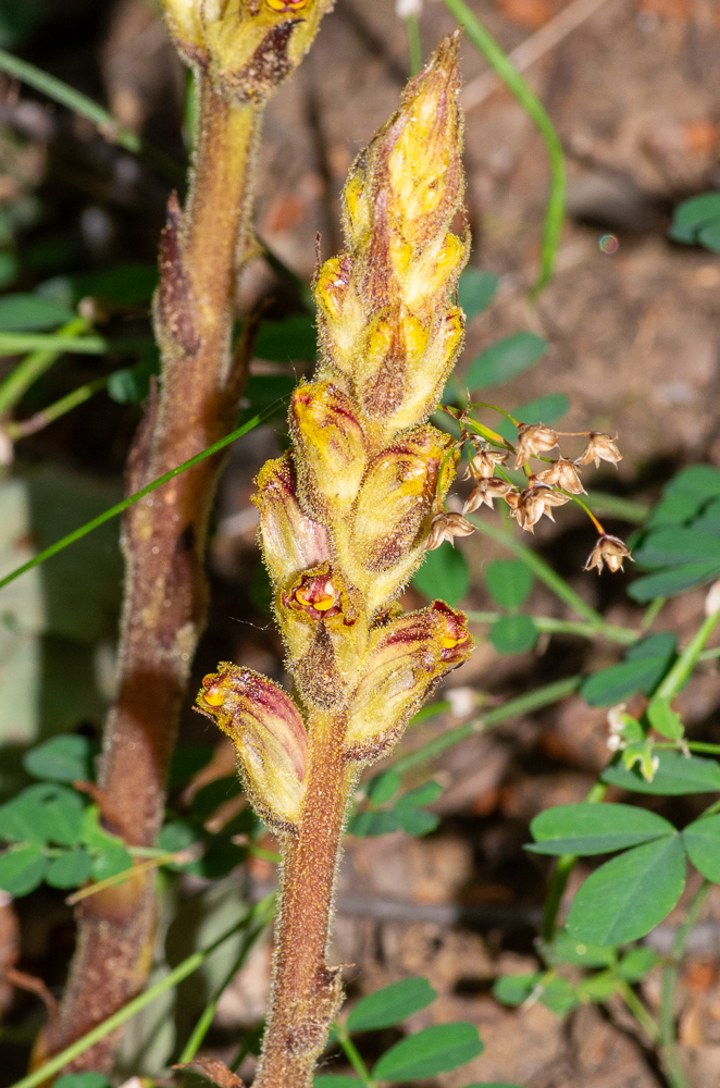 Orobanche gracilis Sm. ou Orobanche grêle. Plante de 10-50 cm, poilue-glanduleuse, tige grêle ou forte, jaunâtre ou rougeâtre, un peu renflée à la base, écailles nombreuses, longues de 1-2 cm, fleurs longues de 15-25 mm, dressées-étalées, en épi un peu lâche, à odeur de girofle, sépales bidentés, égalant à peine la corolle, celle-ci jaune-rougeâtre et poilue-glanduleuse en dehors, rouge sang, glabre et luisante en dedans, arquée, à lobes denticulés-ciliés, les inférieurs un peu inégaux. Pousse sur diverses Fabacées dans presque toute la France. 