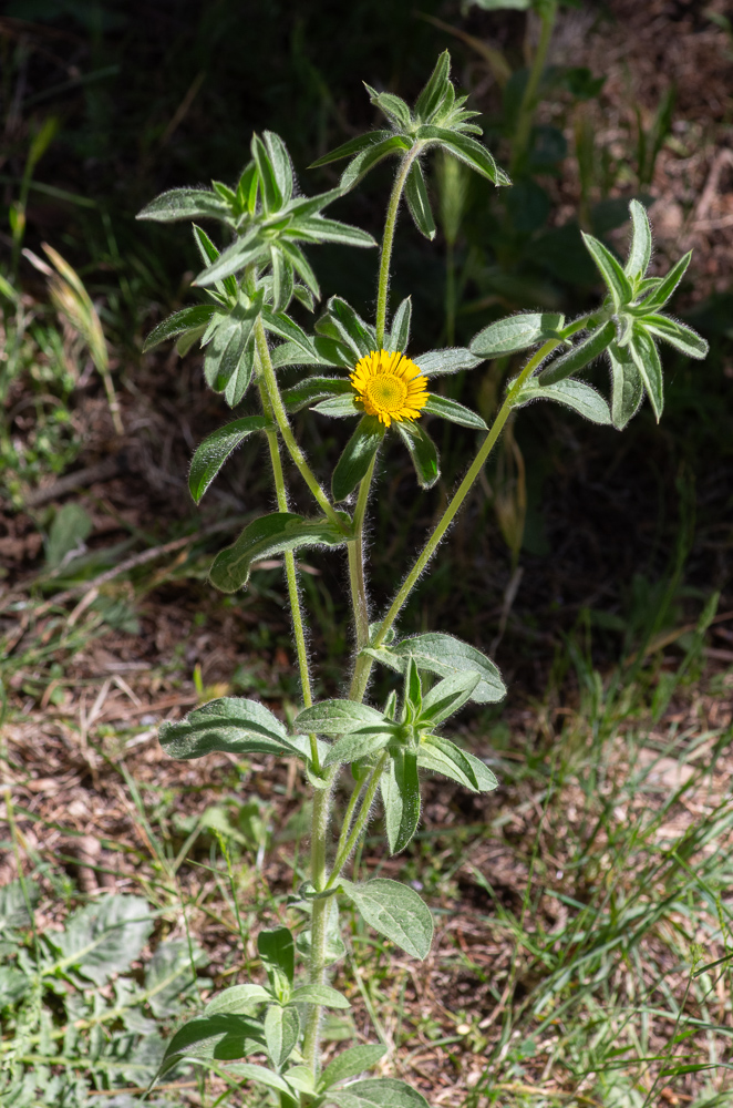 Pallenis spinosa (L.) Cass. ou Pallénis épineux. Plante velue de 10 à 80 cm de haut, dressée, généralement ramifiée dans l'inflorescence. Feuilles caulinaires ovales, espacées, longues de 2 à 8 cm. Capitules terminaux solitaires à involucre long de 6 à 12 mm bractées externes non comprises, ces dernières atteignant 10 à 30 mm. Ligule longues de 3 à 8 mm, jaune d'or ou jaune soufre. Friches et bords de chemin commun dans le sud de la France.