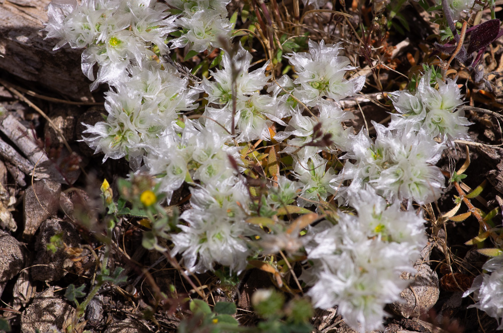 Paronychia capitata (L.) Lam. ou Paronyque en tête. Cette Caryophyllacée présente des sépales entièrement herbacés et très inégaux. Elle est méditerranéenne.