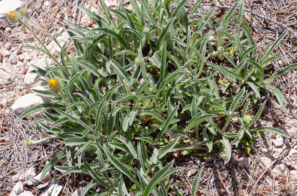 Pentanema montanum (L.) D.Gut.Larr., Santos-Vicente, Anderb., E. Rico & M.P.Part.Ort. ou Inule des montagnes (synonymie avec Inula montana L.)