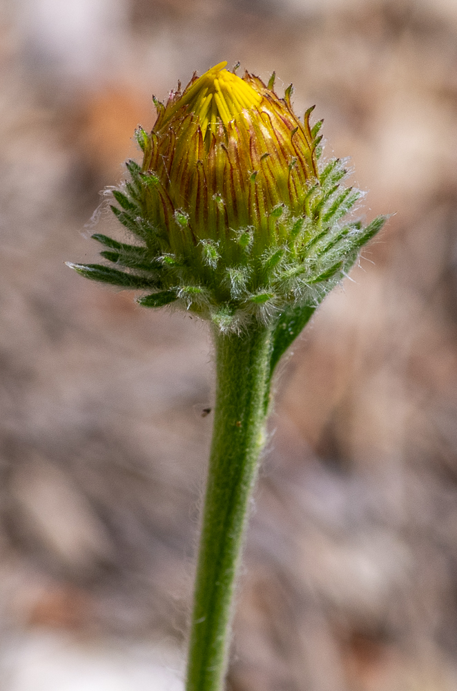 Pentanema montanum (L.) D.Gut.Larr., Santos-Vicente, Anderb., E. Rico & M.P.Part.Ort. ou Inule des montagnes (synonymie avec Inula montana L.)