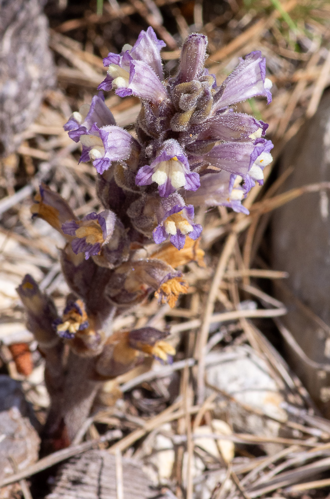Phelipanche rosmarina (Beck) Banfi, Galasso & Soldano ou Orobanche du romarin. Plante peu élevée mais robuste, à rameaux souvent réduits à des bourgeons axillaires, parfois manquants. Inflorescence dense, fleurs à poils glanduleux courts et peu denses. Calice "charnu" à lobes étroitement triangulaires, corole variant du gris perle au bleu-violet sale. Plante peu fréquente des garrigues ouvertes, pousse sur Rosmarinus officinalis.