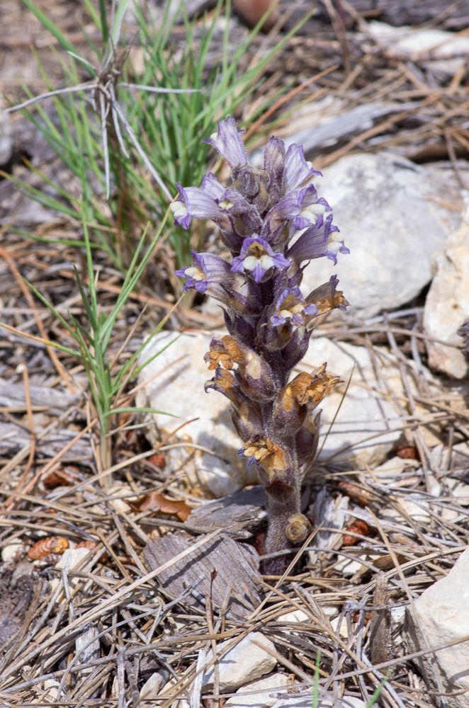 Phelipanche rosmarina (Beck) Banfi, Galasso & Soldano ou Orobanche du romarin. Plante peu élevée mais robuste, à rameaux souvent réduits à des bourgeons axillaires, parfois manquants. Inflorescence dense, fleurs à poils glanduleux courts et peu denses. Calice "charnu" à lobes étroitement triangulaires, corole variant du gris perle au bleu-violet sale. Plante peu fréquente des garrigues ouvertes, pousse sur Rosmarinus officinalis.