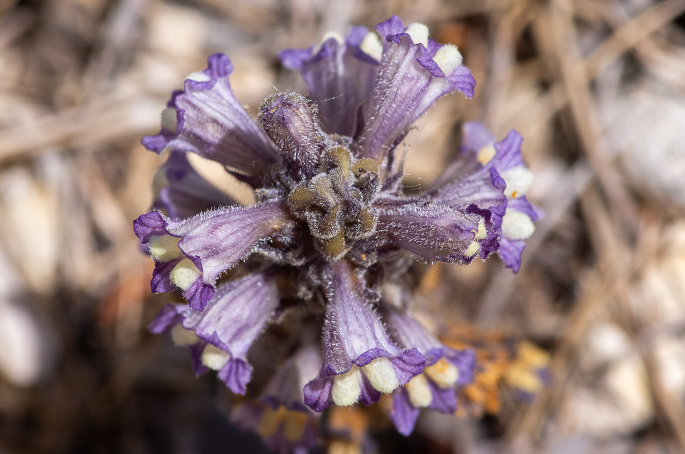 Phelipanche rosmarina (Beck) Banfi, Galasso & Soldano ou Orobanche du romarin. Plante peu élevée mais robuste, à rameaux souvent réduits à des bourgeons axillaires, parfois manquants. Inflorescence dense, fleurs à poils glanduleux courts et peu denses. Calice "charnu" à lobes étroitement triangulaires, corole variant du gris perle au bleu-violet sale. Plante peu fréquente des garrigues ouvertes, pousse sur Rosmarinus officinalis.