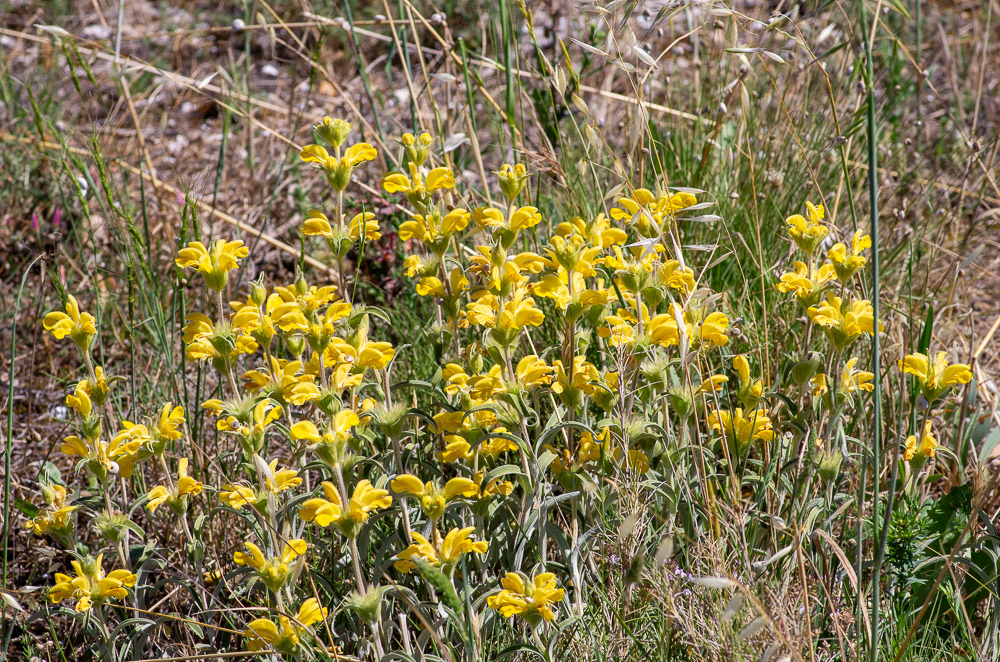 Phlomis lychnitis L. ou Phlomis lychnite. Sous-arbrisseau de 20-50 cm, cotonneux-blanchâtre, à tiges nombreuses, simples, peu feuillées, feuilles étroites, oblongues ou lancéolées, entières, pubescentes en dessus, blanches-tomenteuses en dessous, fortement nervées-réticulées, les florales bractéiformes, largement ovales-acuminées, ne dépassant pas ou à peine les fleurs, fleurs jaunes, 6-10 par verticille, ceux-ci 4-8 formant un long épi interrompu terminé par des fleurs, bractées molles, droites, sétacées, longuement velues-soyeuses, ainsi que le calice à dents en alêne, dressées, longues de 4-5 mm, corolle de 2-3 cm, tomenteuse en dehors