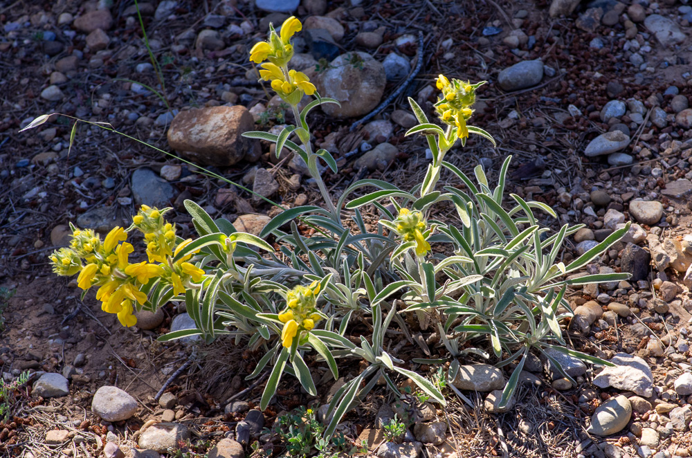 Phlomis lychnitis L. ou Phlomis lychnite. Sous-arbrisseau de 20-50 cm, cotonneux-blanchâtre, à tiges nombreuses, simples, peu feuillées, feuilles étroites, oblongues ou lancéolées, entières, pubescentes en dessus, blanches-tomenteuses en dessous, fortement nervées-réticulées