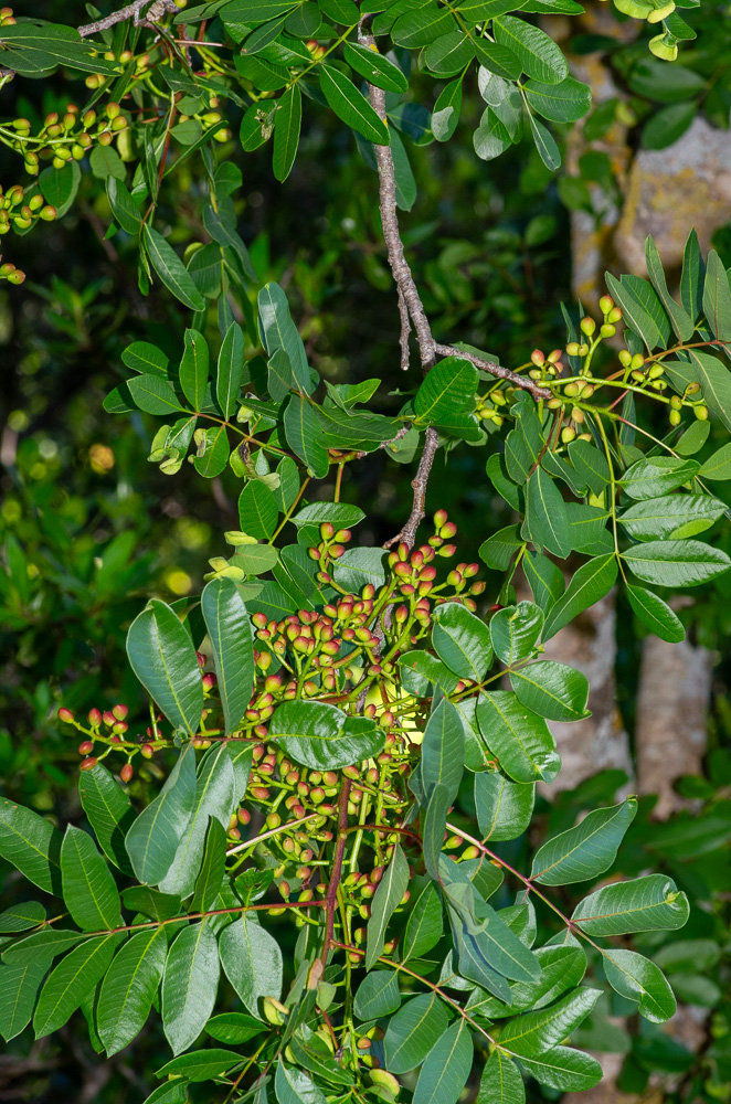 Pistacia terebinthus L. ou Pistachier térébinthe.